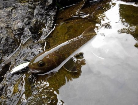 渓流ミノーイング ～九頭竜川水系～